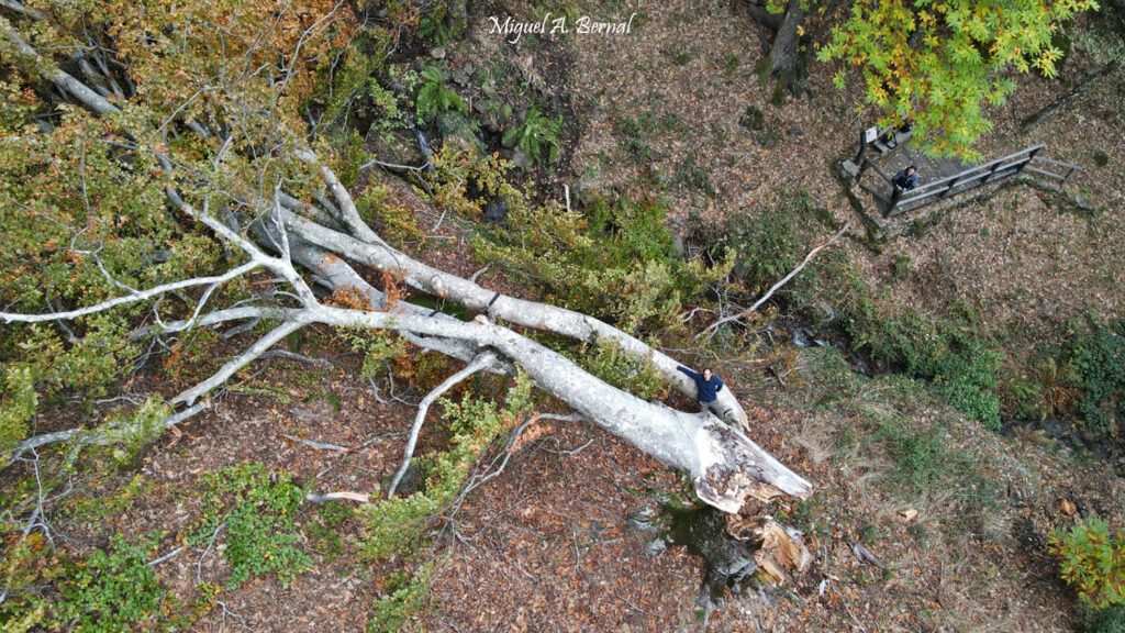 Desde dron haya de Herguijuela