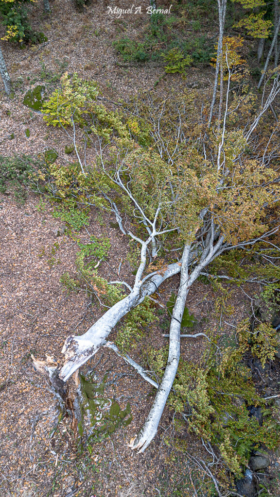 Haya Herguijuela Naturaleza muerta
