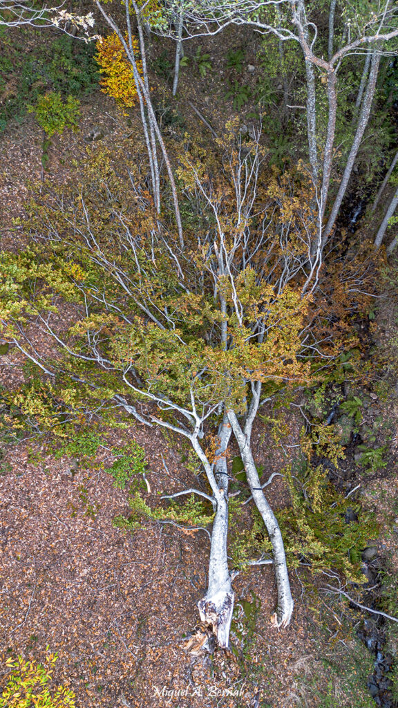 Haya caída por viento