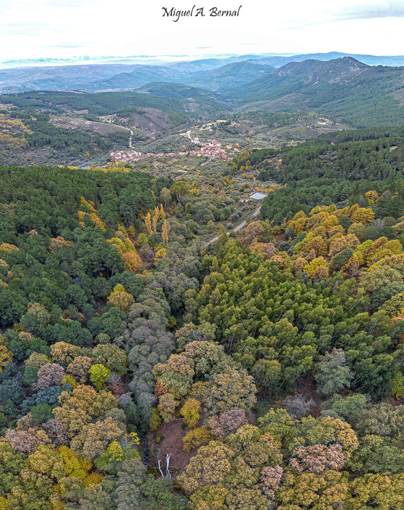 Haya caída y Herguijuela