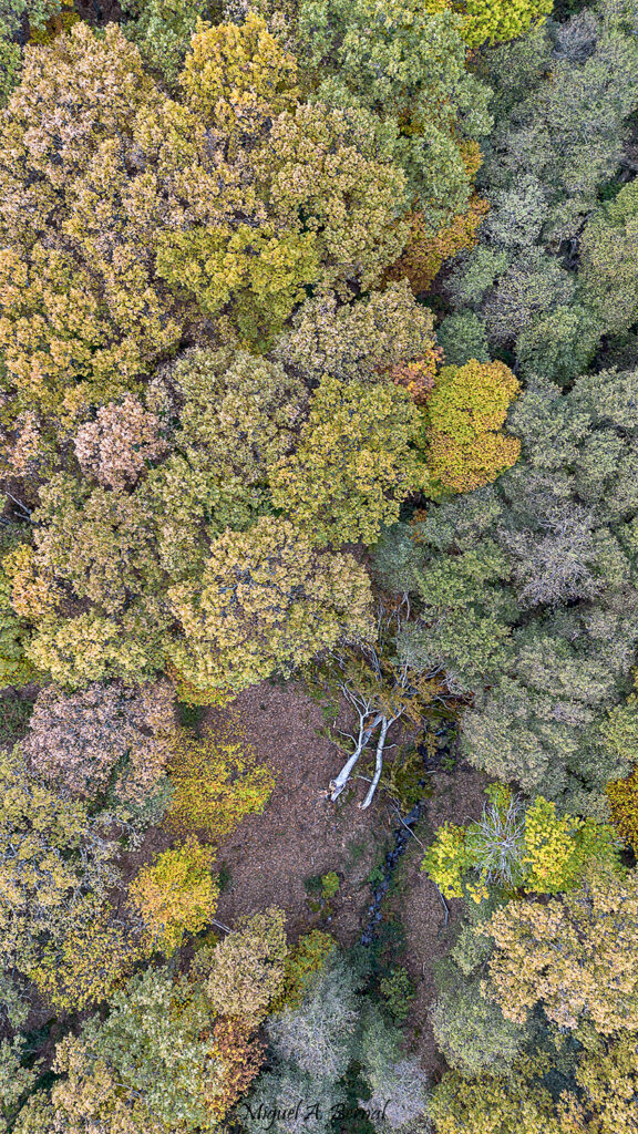 Otoñada y hueco del Haya