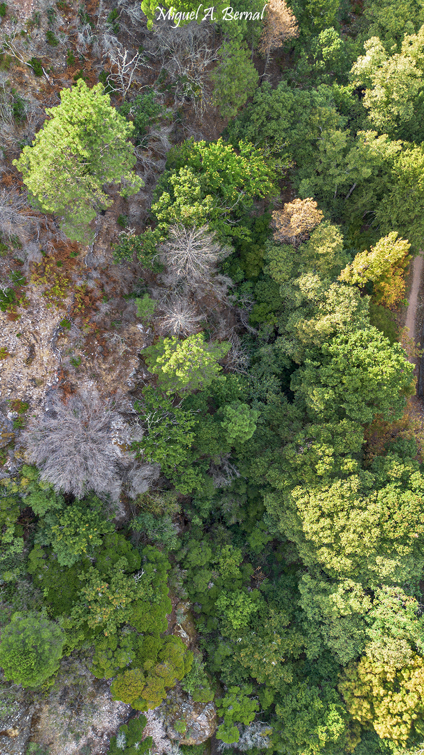 Vegetación Batuecas Salamanca