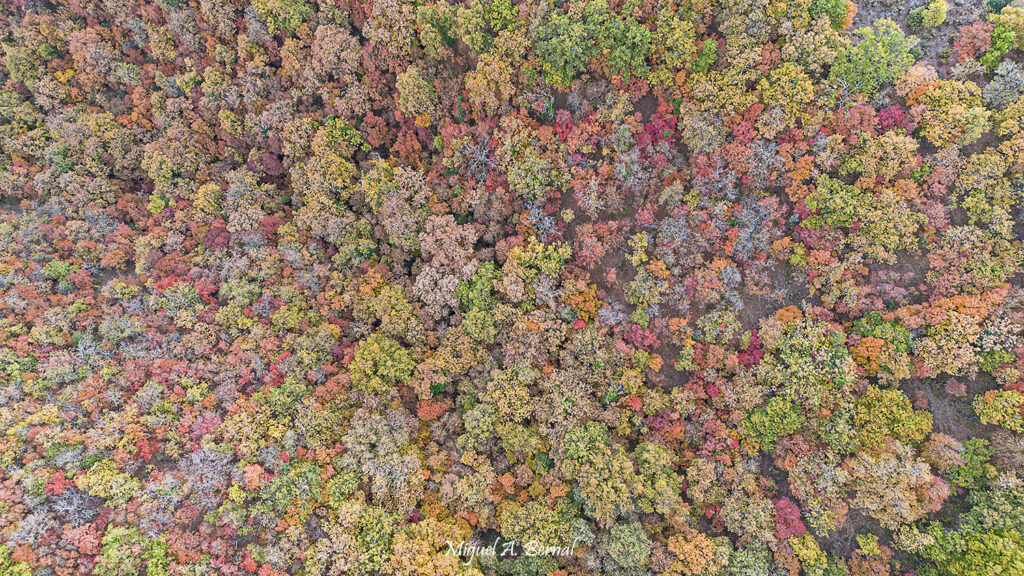 Dron Hayedo encantado