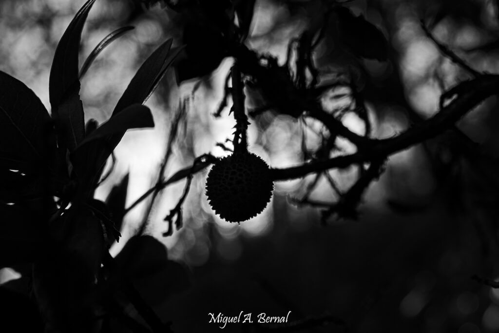 Foto creativa madroño