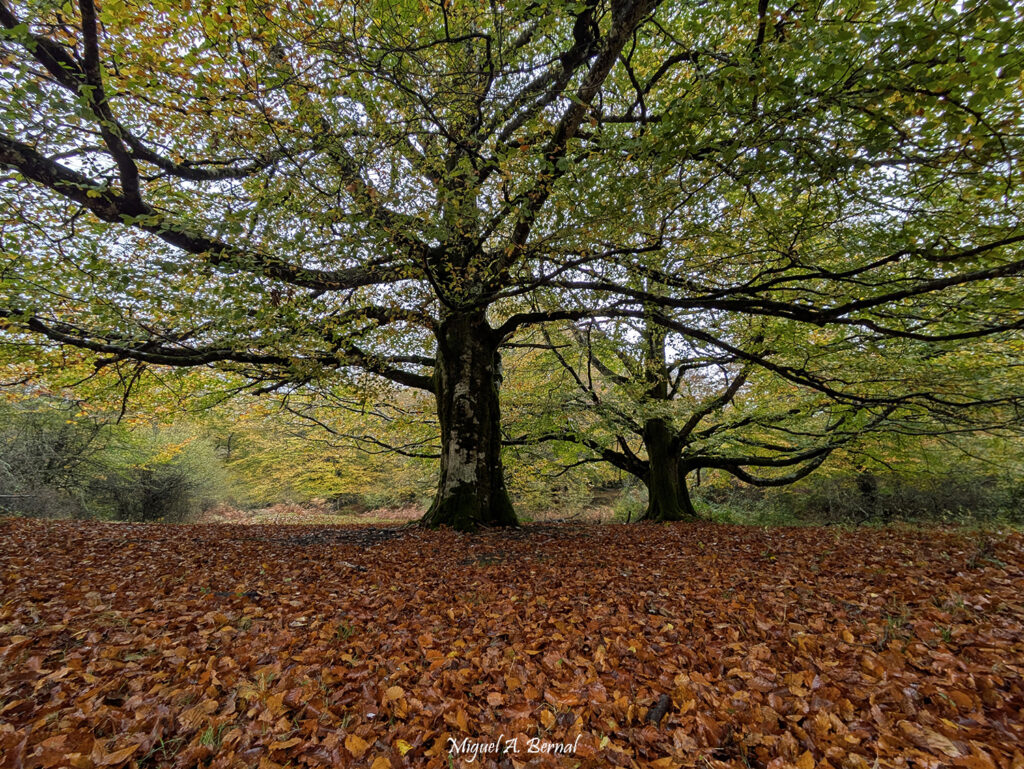 Hayedo Urbasa Andía