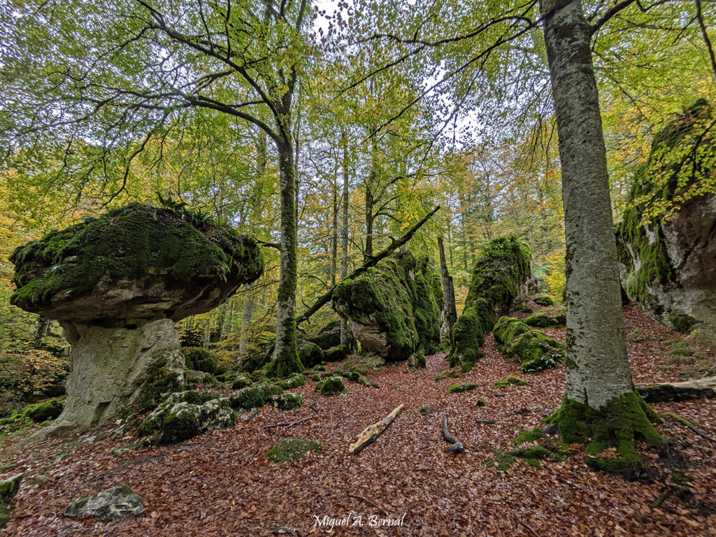 Hayedo encantado Urbasa