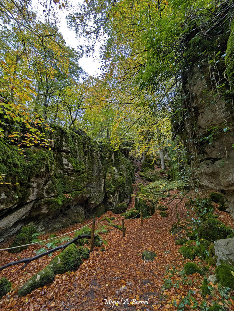 Hayedo encantado formas