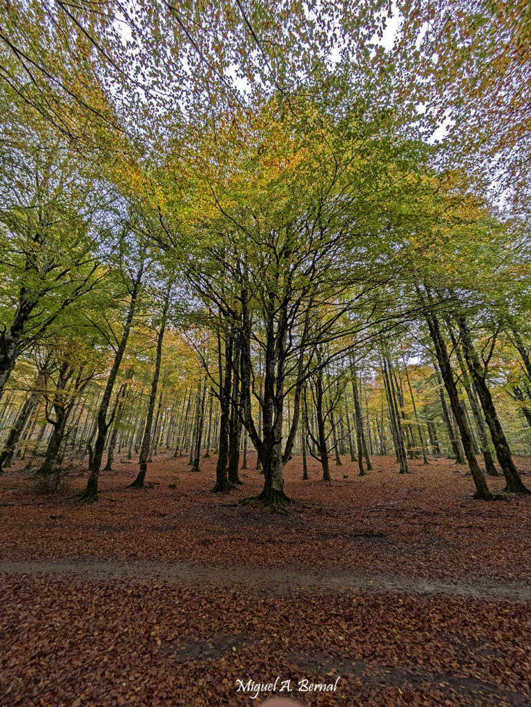 Hayedo encantado Navarra