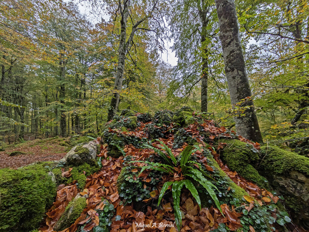 Hayedo encantado otoño
