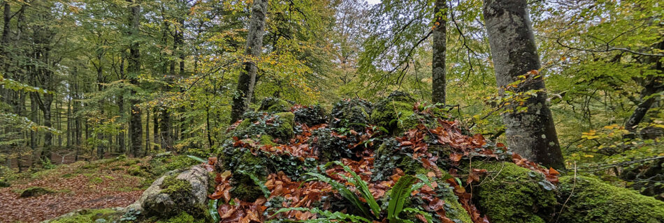 Hayedo encantado otoño