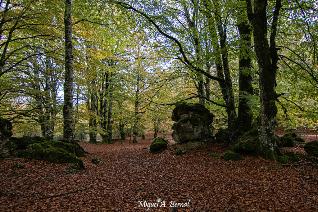 Hayedo encantado que ver