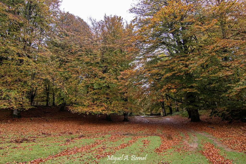 Hayedo encantado ruta