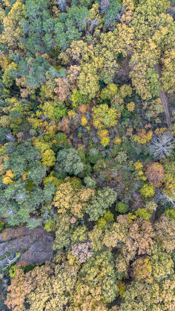 Otoño planes sierra Francia