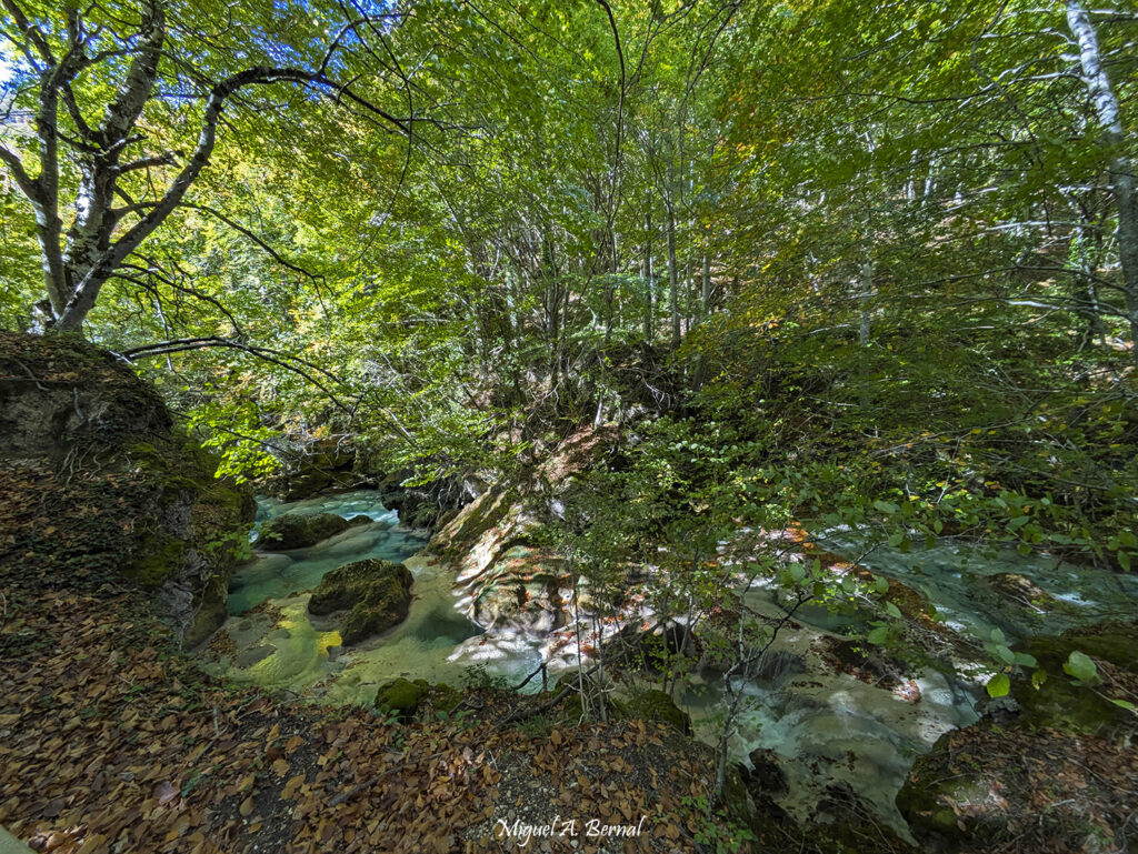 Ribera Urederra otoño