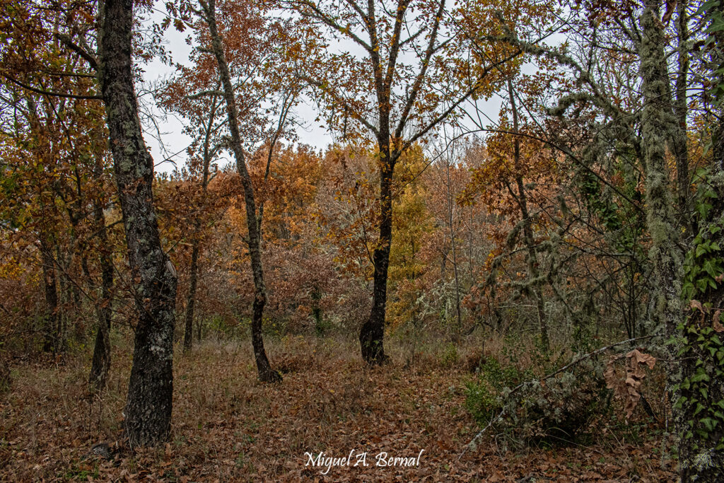 Ruta mil colores otoño