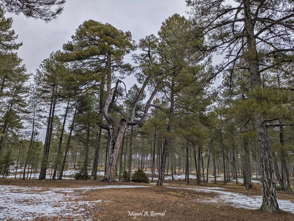 Torcas Pino Candelabro Cuenca