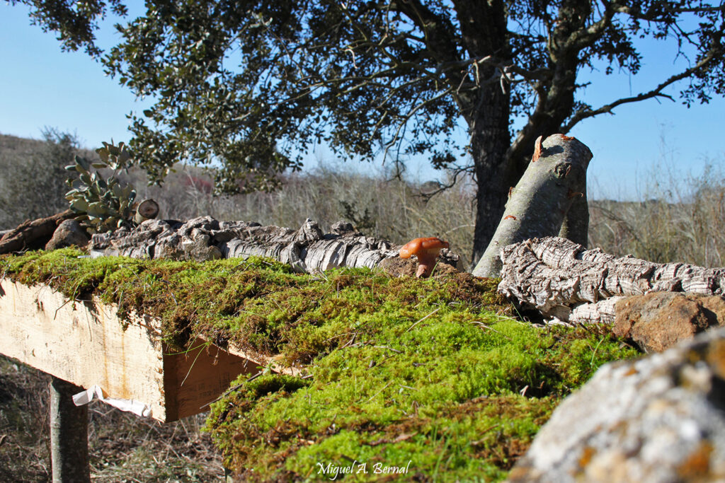Birdwatching Rincones Forestales Salamanca