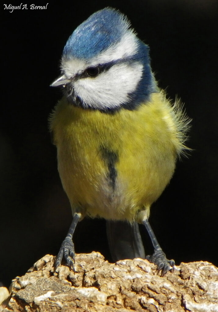 Herrerillo cyanistes caeroleus