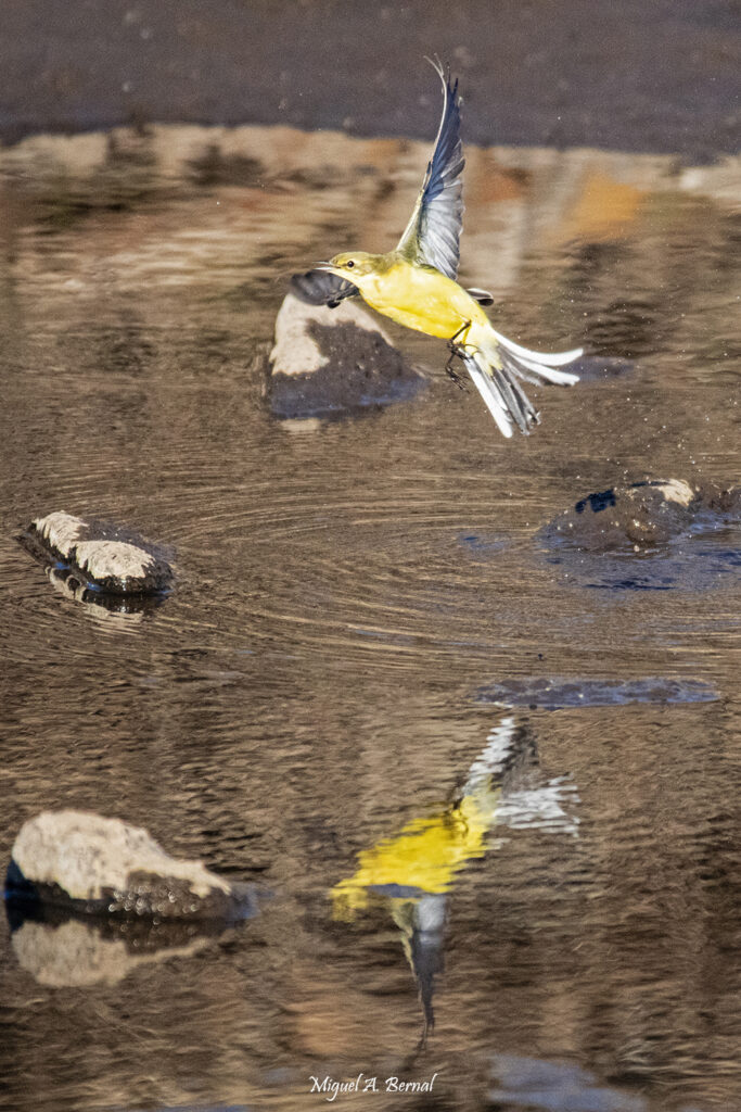 Lavandera Cascadeña Agueda