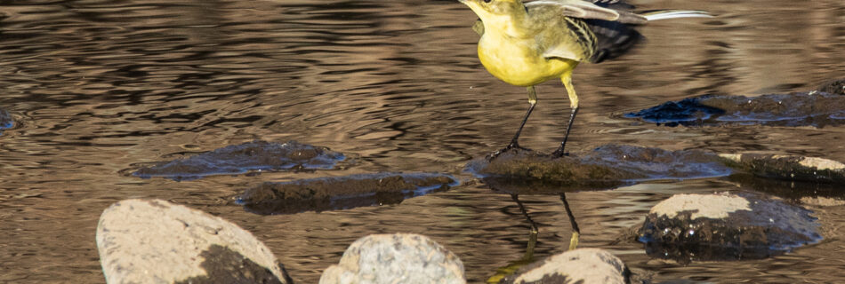 Lavandera Hide Río Águeda
