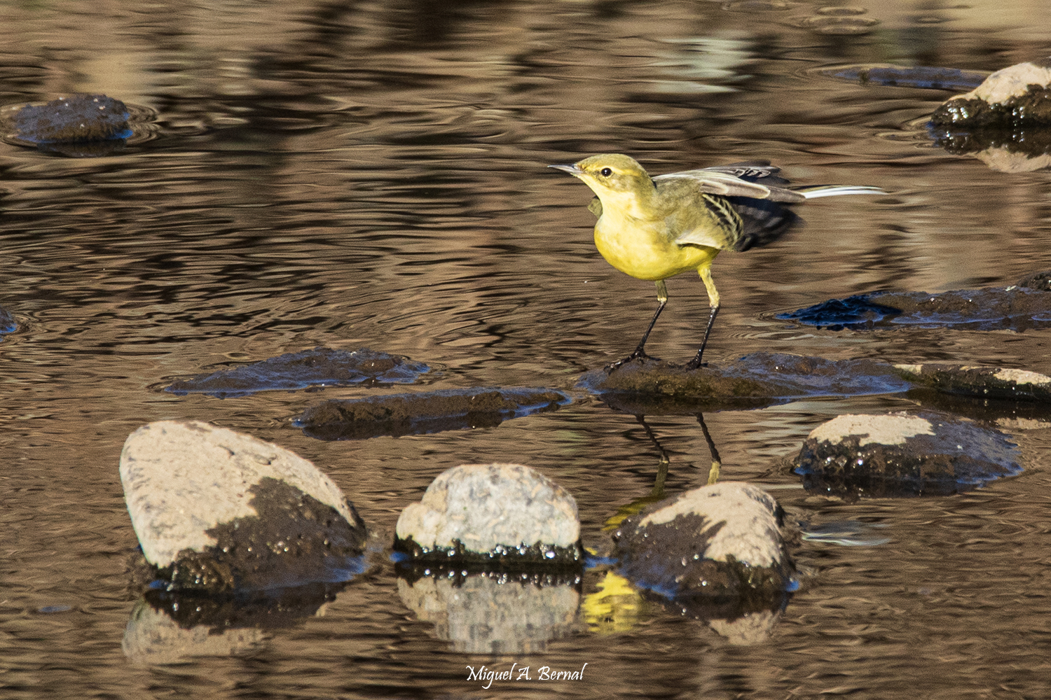 Lavandera Hide Río Águeda