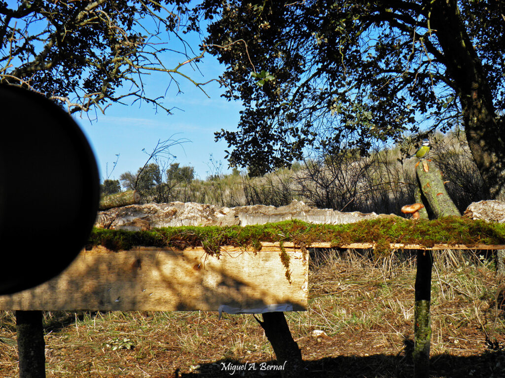 Pasarela fotografía aves