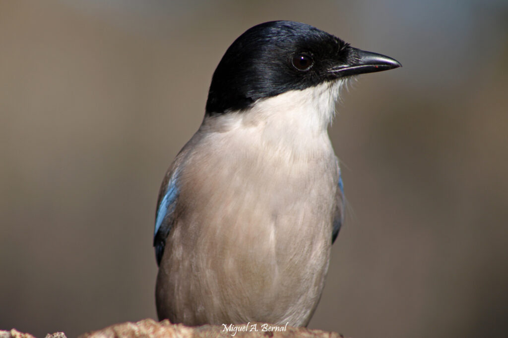 Rabilargo Ciudad Rodrigo