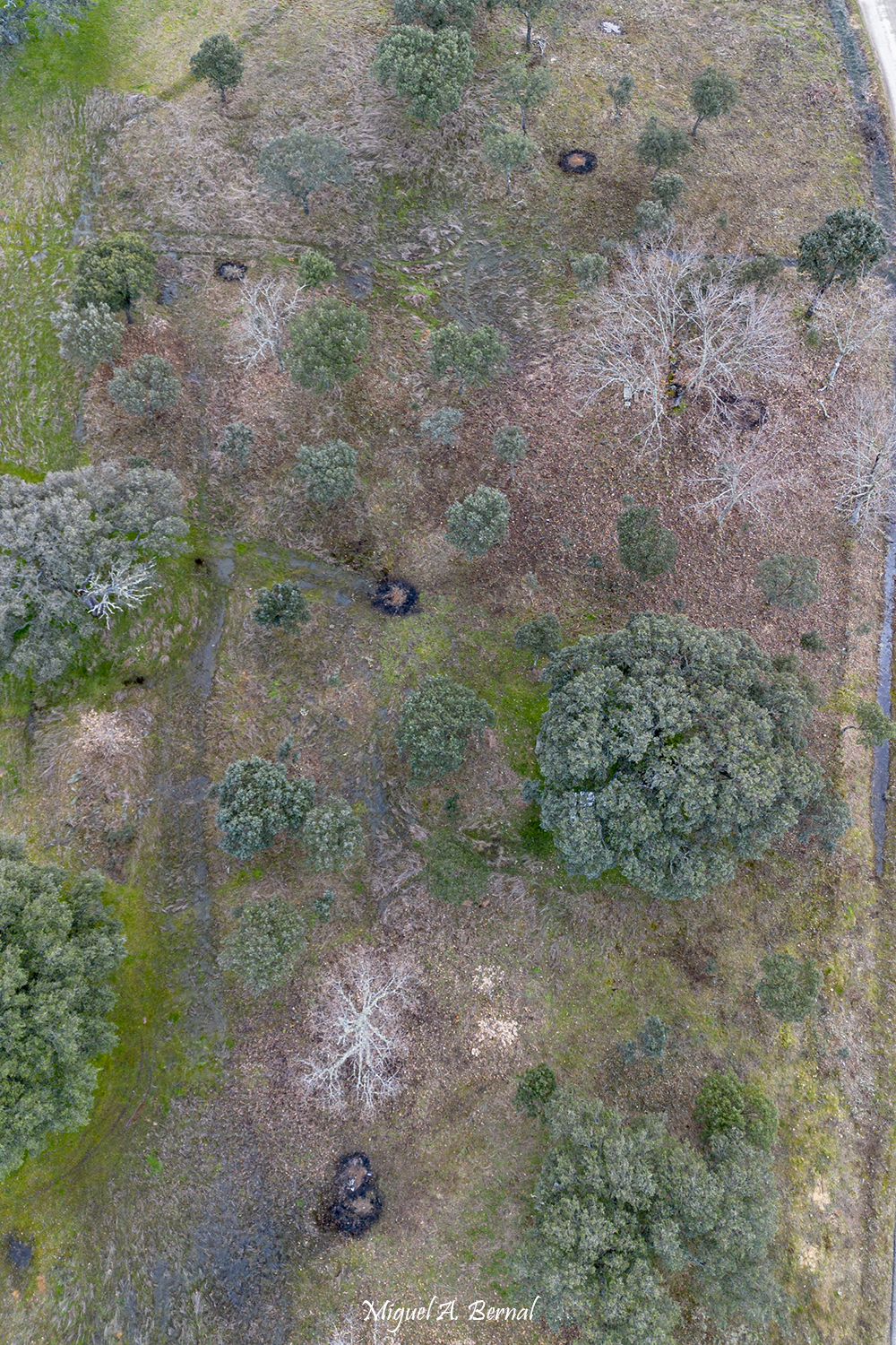 Resalveos podas desbroces Salamanca