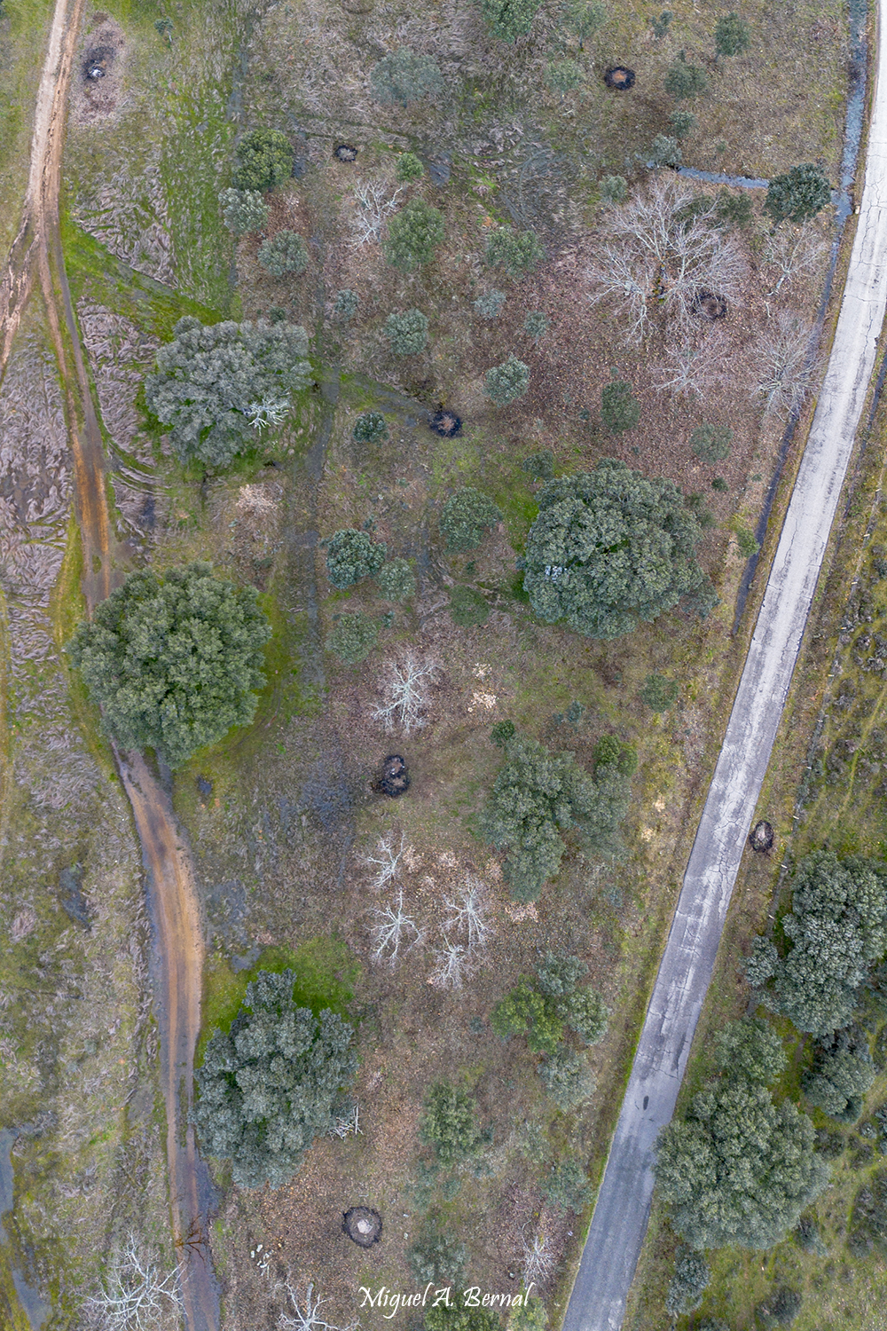 Trabajo forestal Comarca Ciudad Rodrigo
