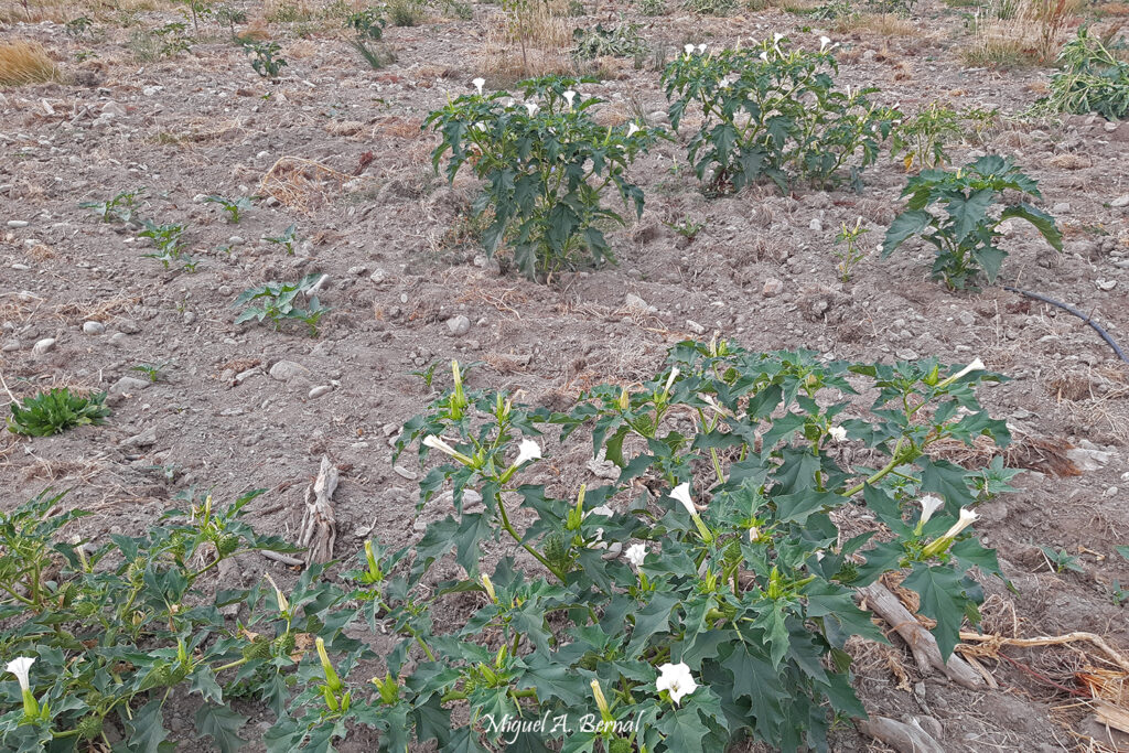 Burundanga planta tóxica
