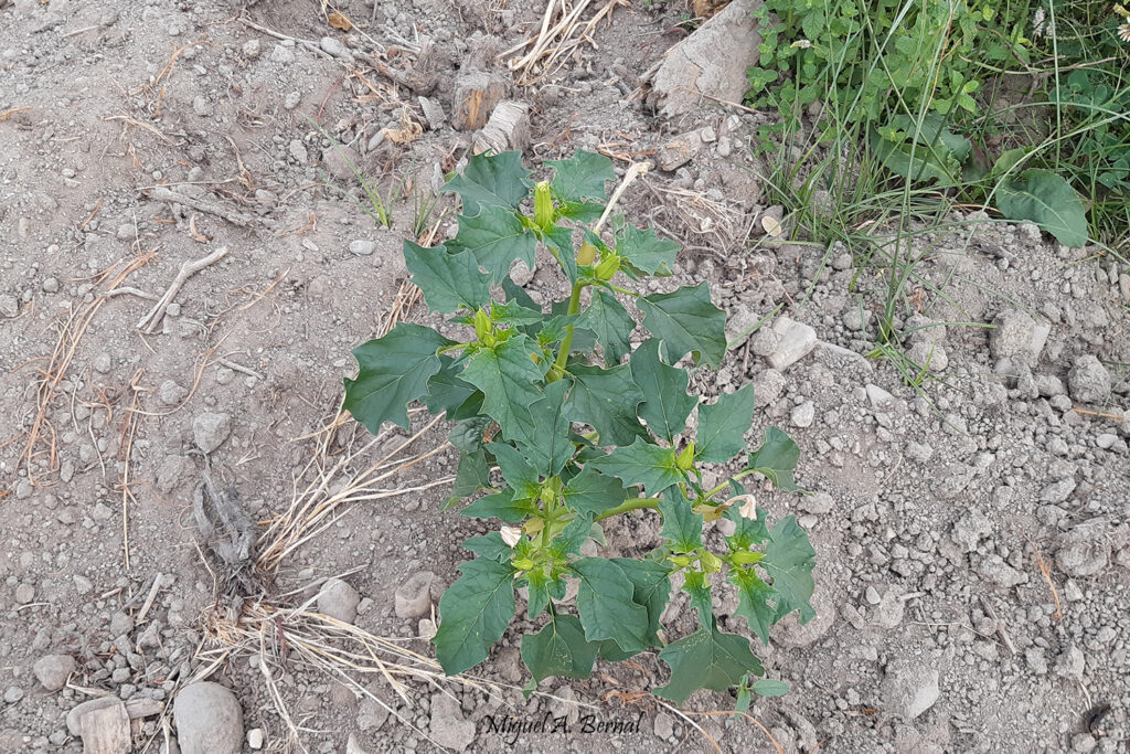 Características estramonio flor