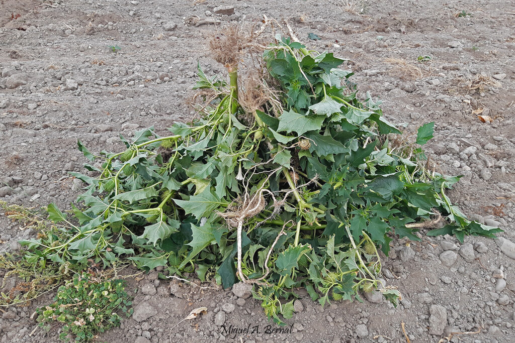 Eliminación datura stramonium venenosa