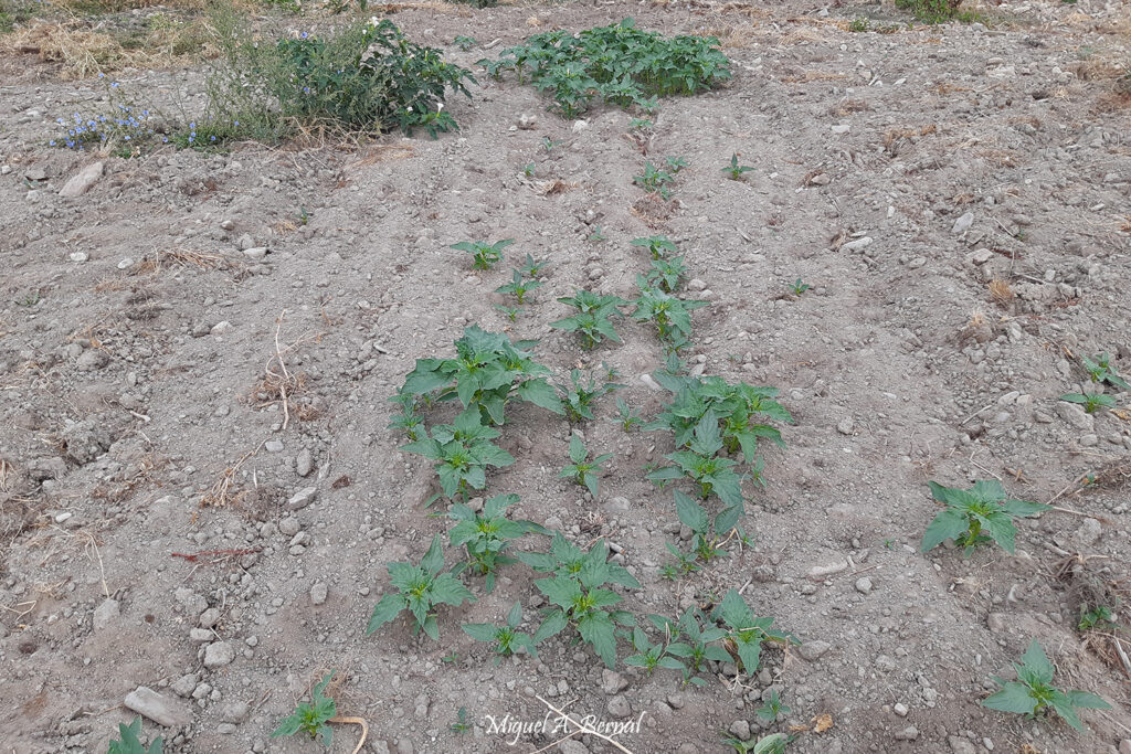 Estramonio planta invasora