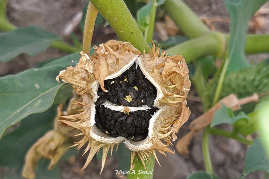 Estramonio reproducción fruto