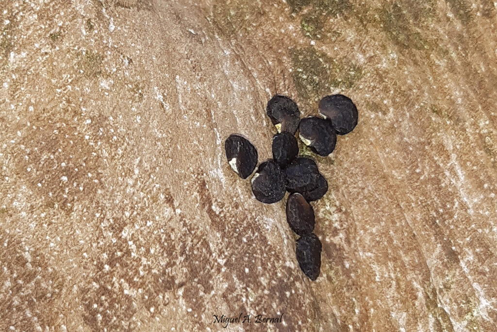 Fruto invasor estramonio