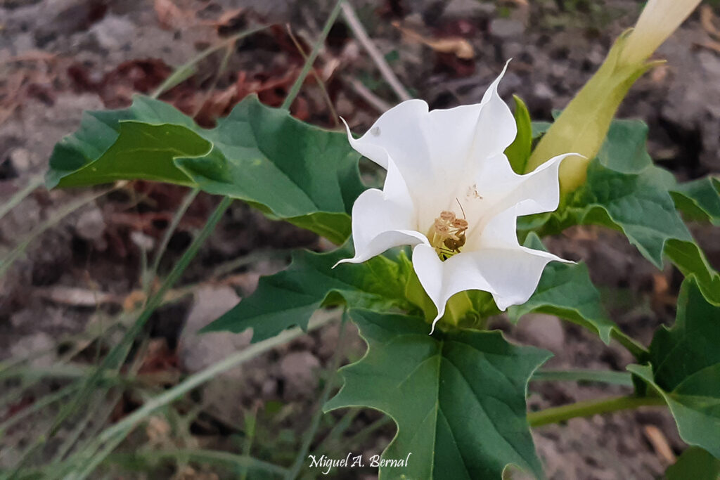 Planta flor estramonio