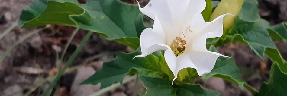 Planta flor estramonio