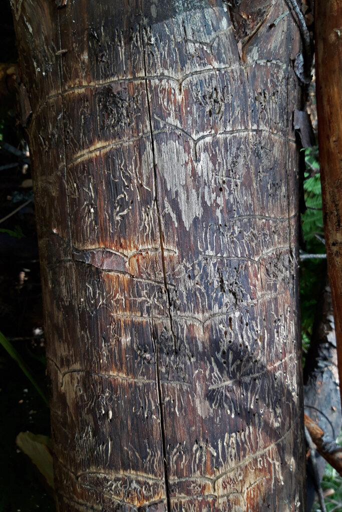 Azulado madera Tomicus minor