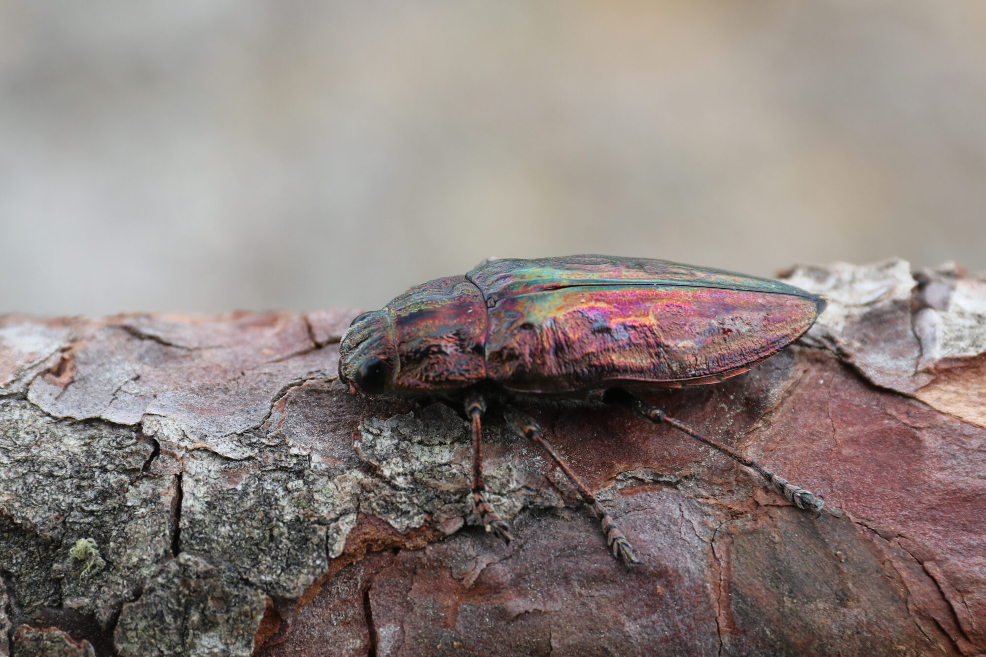 Bupréstido pino Chalcophora massiliensis