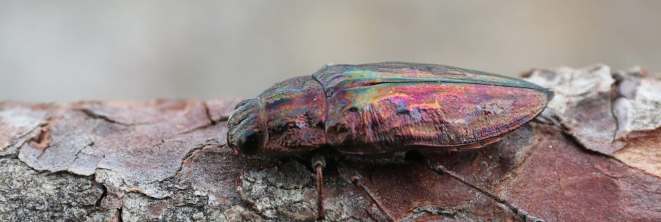 Bupréstido pino Chalcophora massiliensis