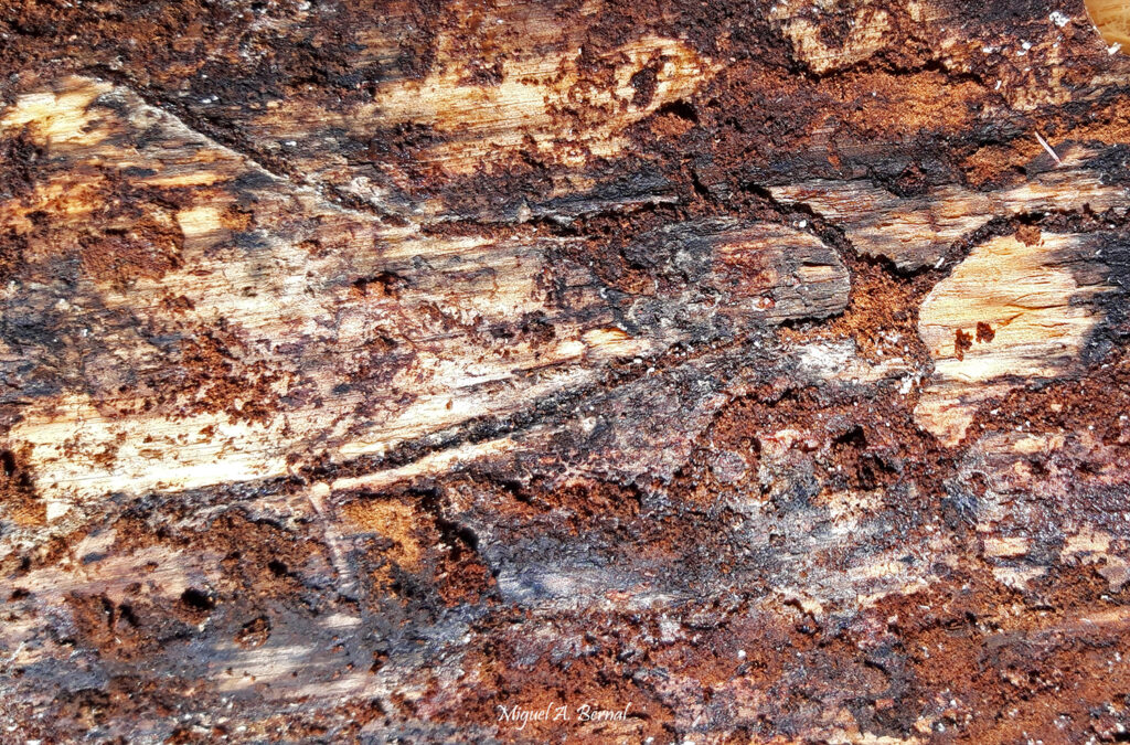 Cámara pupacion galerías Ips