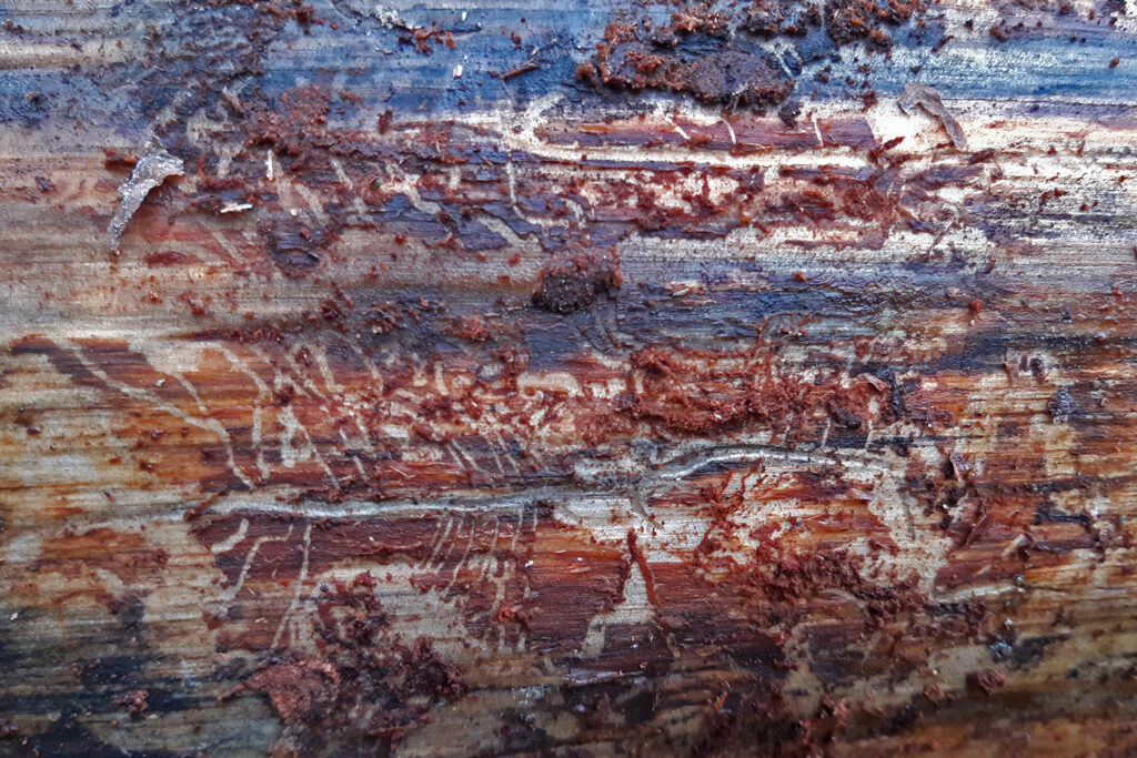 Coleoptero orthotomicus azulado madera