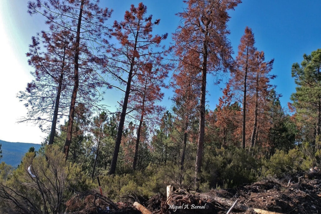 Corro escolítidos Ips Salamanca