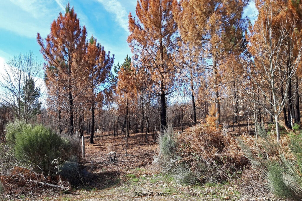Corro pinar quemado Ips