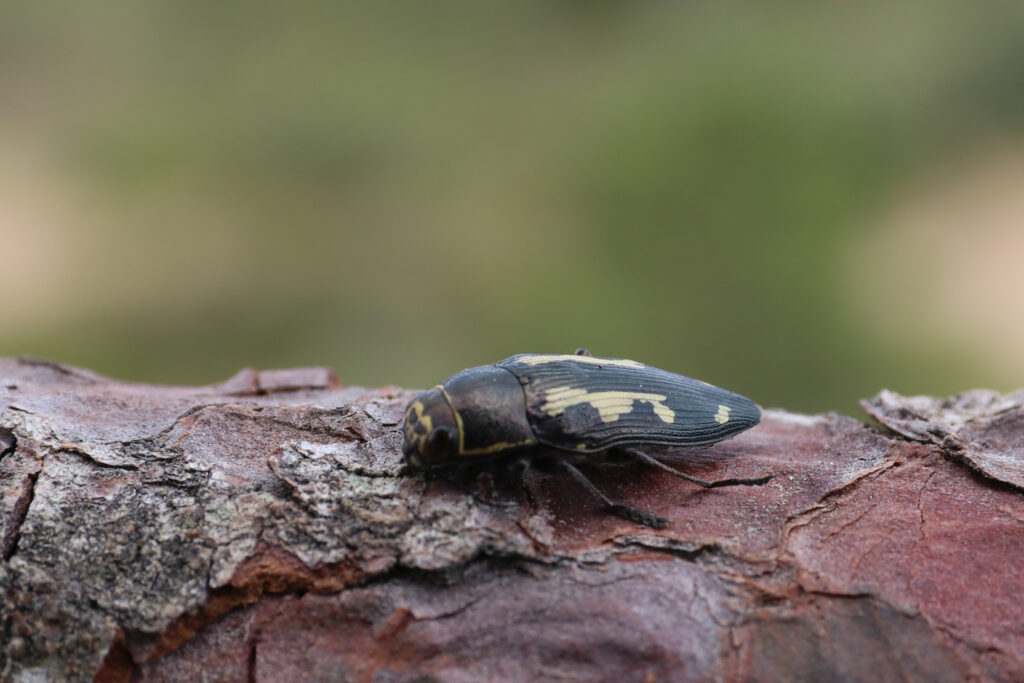 Escarabajo Joya Buprestis novemmaculata