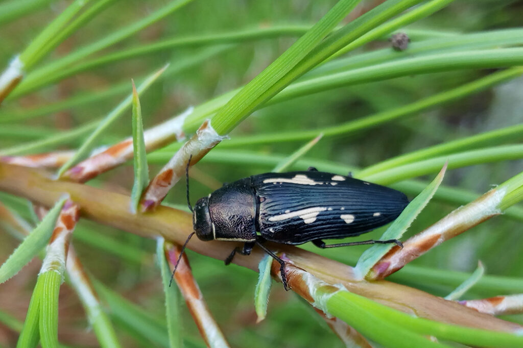 Escarabajo joya del pino