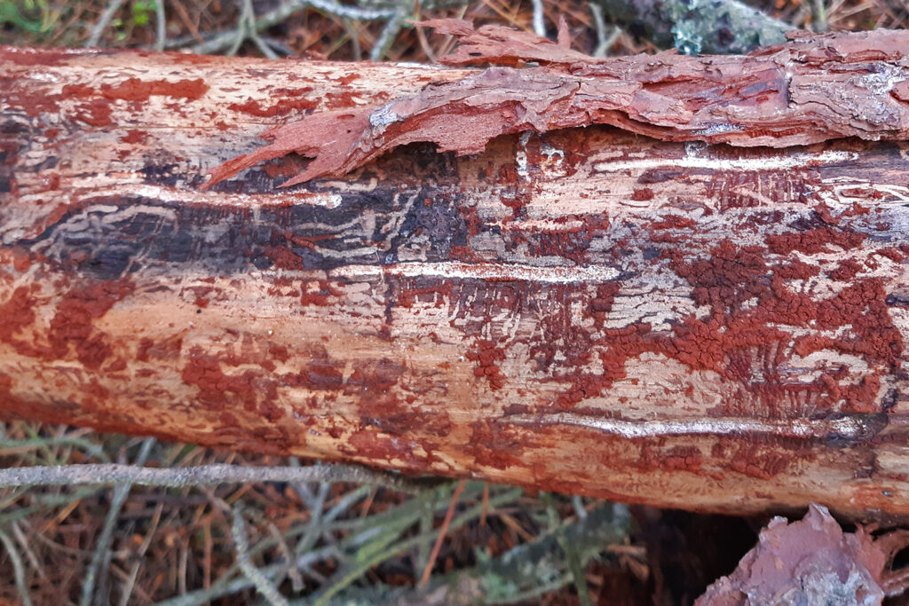Escolítido xilófago Tomicus piniperda