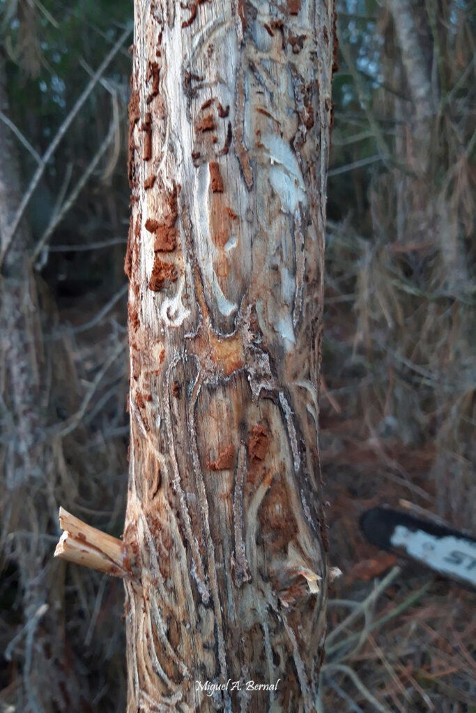 Forma Galerías orugas Ips