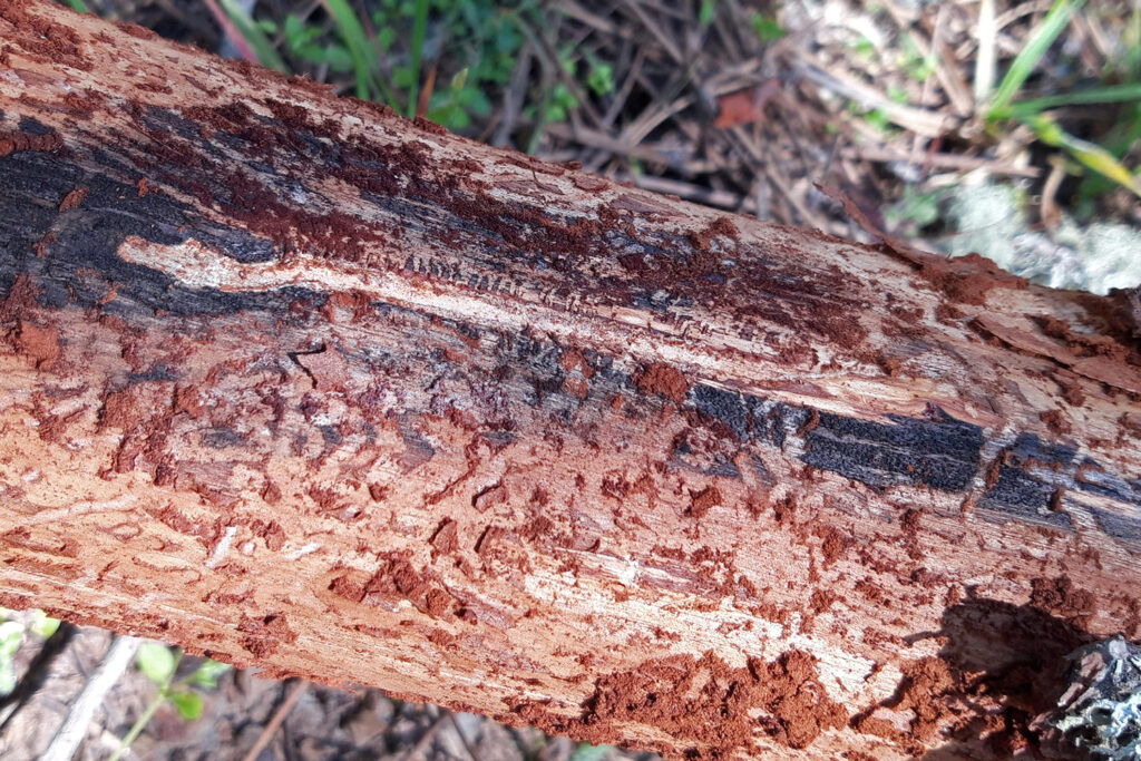 Galería materna Tomicus piniperda