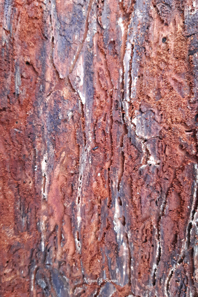 Galerías Ips pinares Salamanca